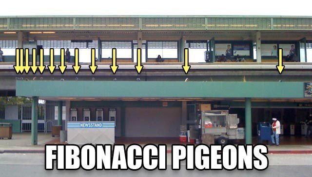 fibonacci pidgeon.jpg